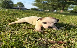 Jack Russell Terrier dogs for sale: Rocky - Image 3
