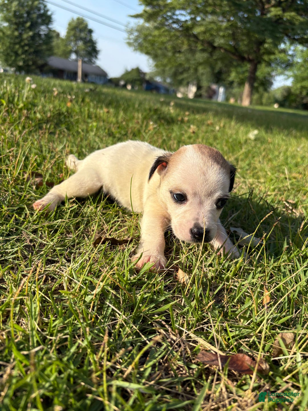 Jack Russell Terrier dogs for sale: Rocky - Image 3