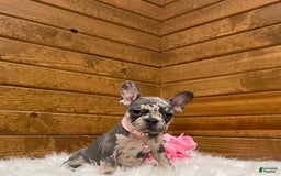 French Bulldog dogs for sale: Olive - Image 4