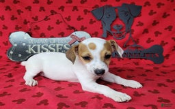 Jack Russell Terrier dogs for sale: June Broken Coat Jrt - Image 13