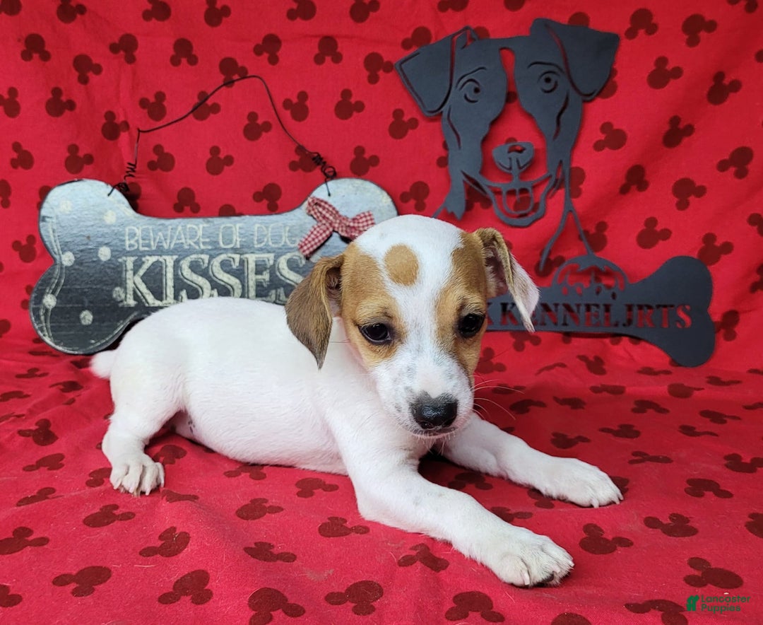 Jack Russell Terrier dogs for sale: June Broken Coat Jrt - Image 13