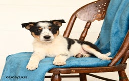 Australian Cattle Dog dogs for sale: Crew - Image 3