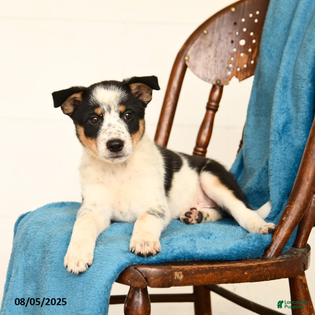 Australian Cattle Dog dogs for sale: Crew - Image 3
