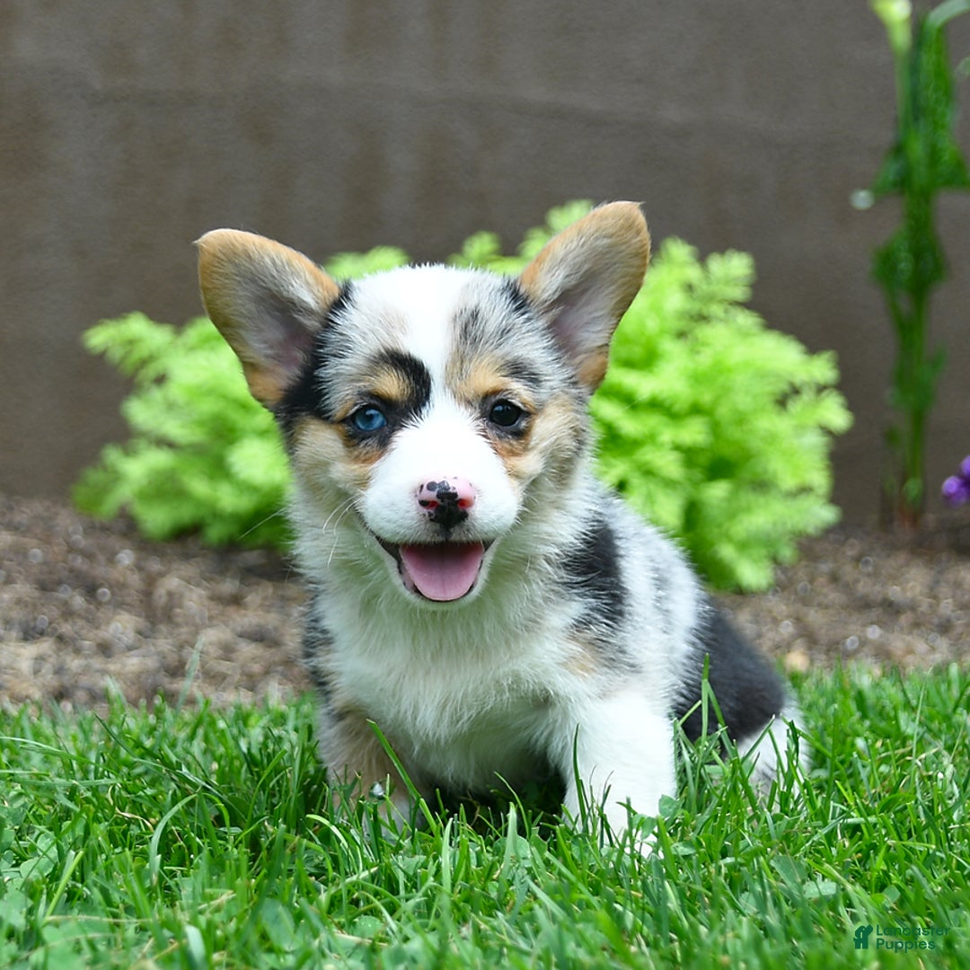 Welsh Corgi Pembroke dogs for sale: Welsh Corgi (Pembroke) 5 puppies - Image 8