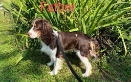 English Springer Spaniel dogs for sale: Banelli - Image 5