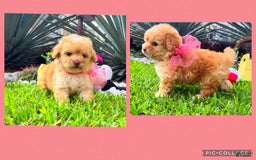 Toy Poodle dogs for sale: Juliet - Image 1