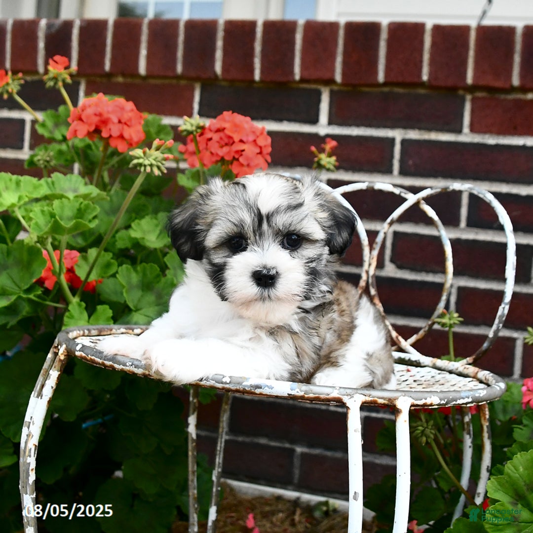 Malshi dogs for sale: Carson - Image 2