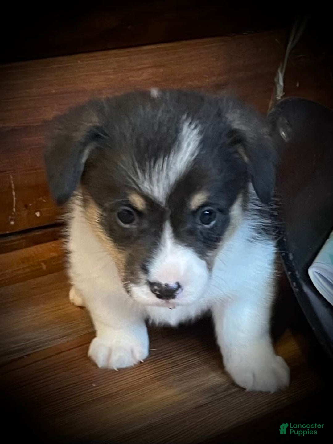 Welsh Corgi Pembroke dogs for sale: Jimmy - Image 15