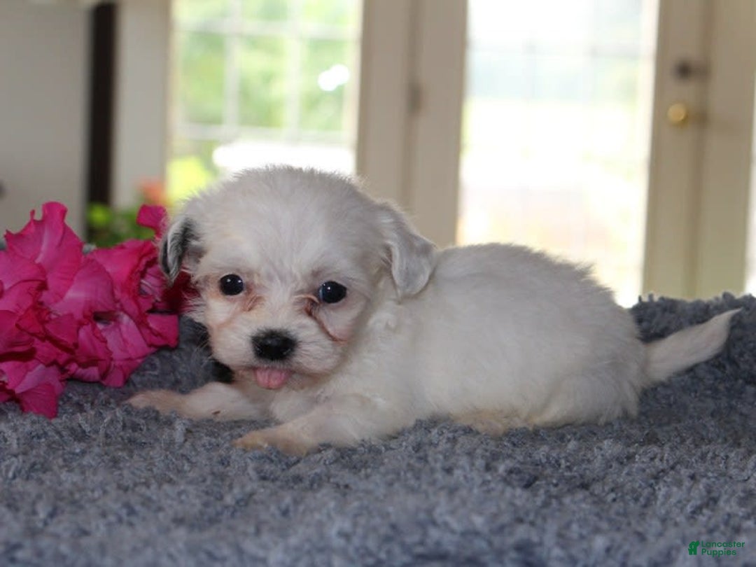 Teddy Bear dogs for sale: Polly - Image 3
