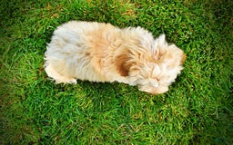 Havapoo dogs for sale: Reggie - Image 11