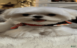 Maltese dogs for sale: Diamond - Image 1