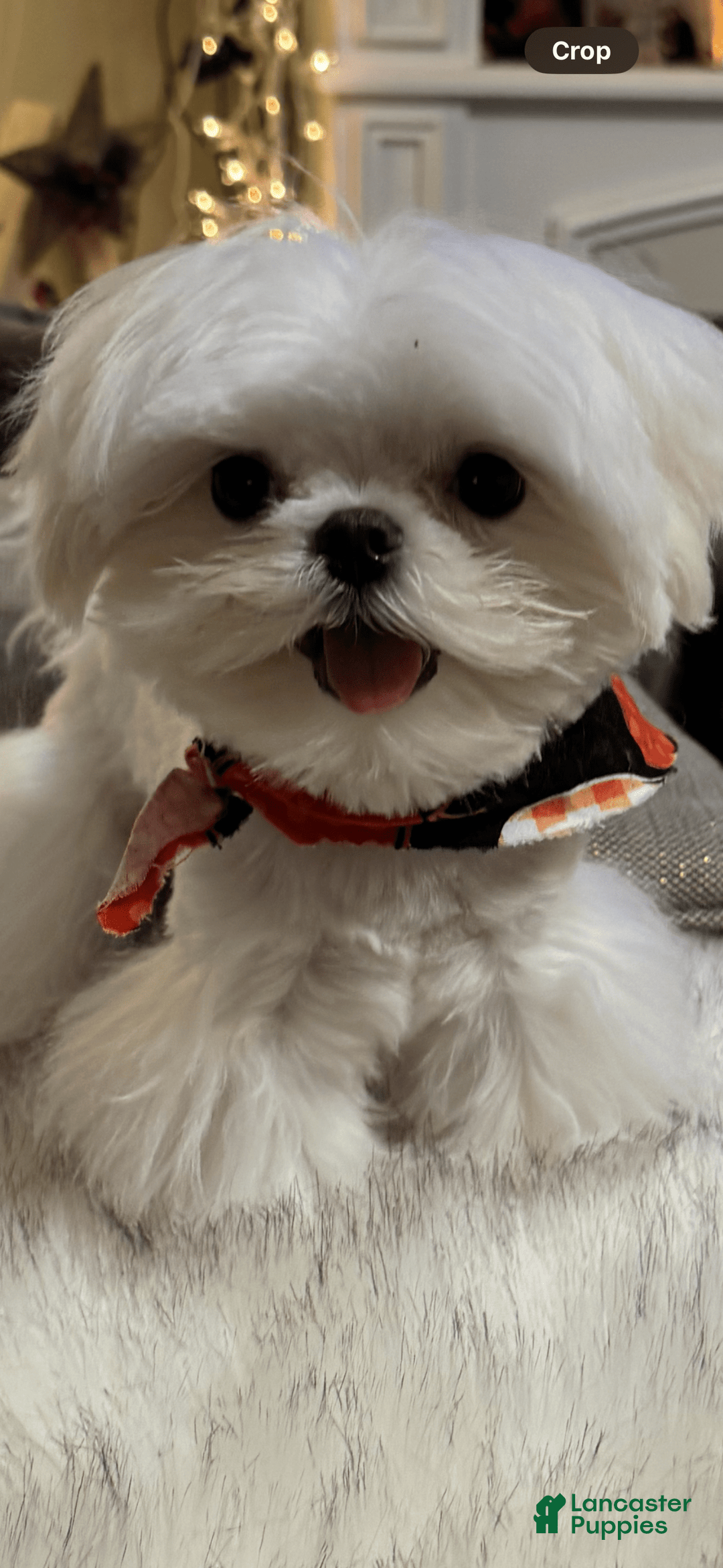 Maltese dogs for sale: Diamond - Image 1