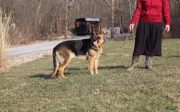 German Shepherd dogs for sale: Bruno - Image 12