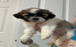 Shih Tzu dogs for sale: Brutus - Image 1