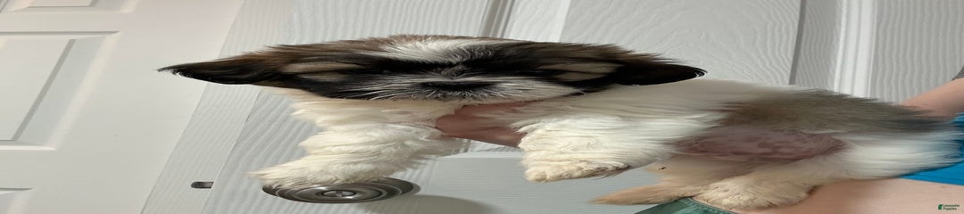 Brutus