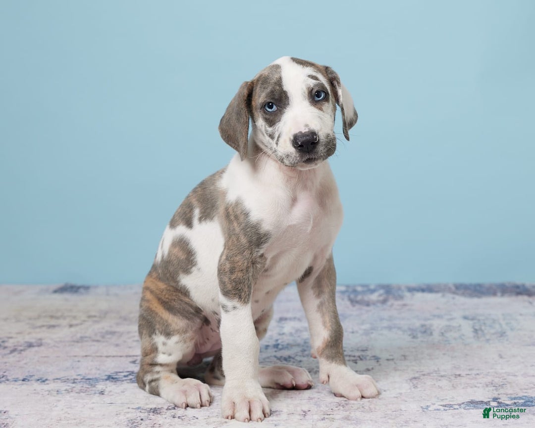 Great Dane dogs for sale: Jewel - Image 3