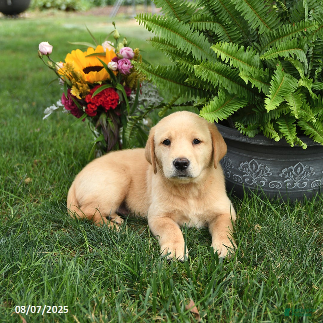 Goldador dogs for sale: Scout - Image 4