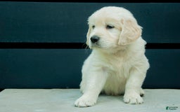 Golden Retriever dogs for sale: Powder Aka Purple - Image 3