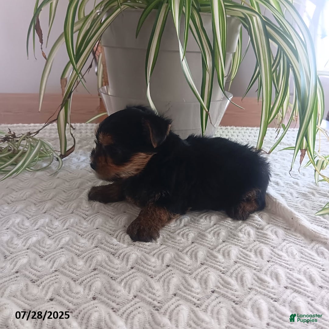 Yorkshire Terrier dogs for sale: Twinkle - Image 1