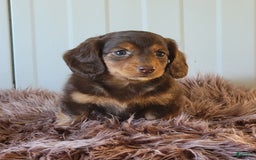 Miniature Dachshund dogs for sale: Roseabelle - Image 6