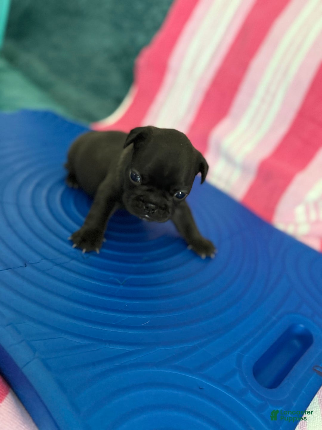 French Bulldog dogs for sale: Akc Black W Sable Overtones - Image 8