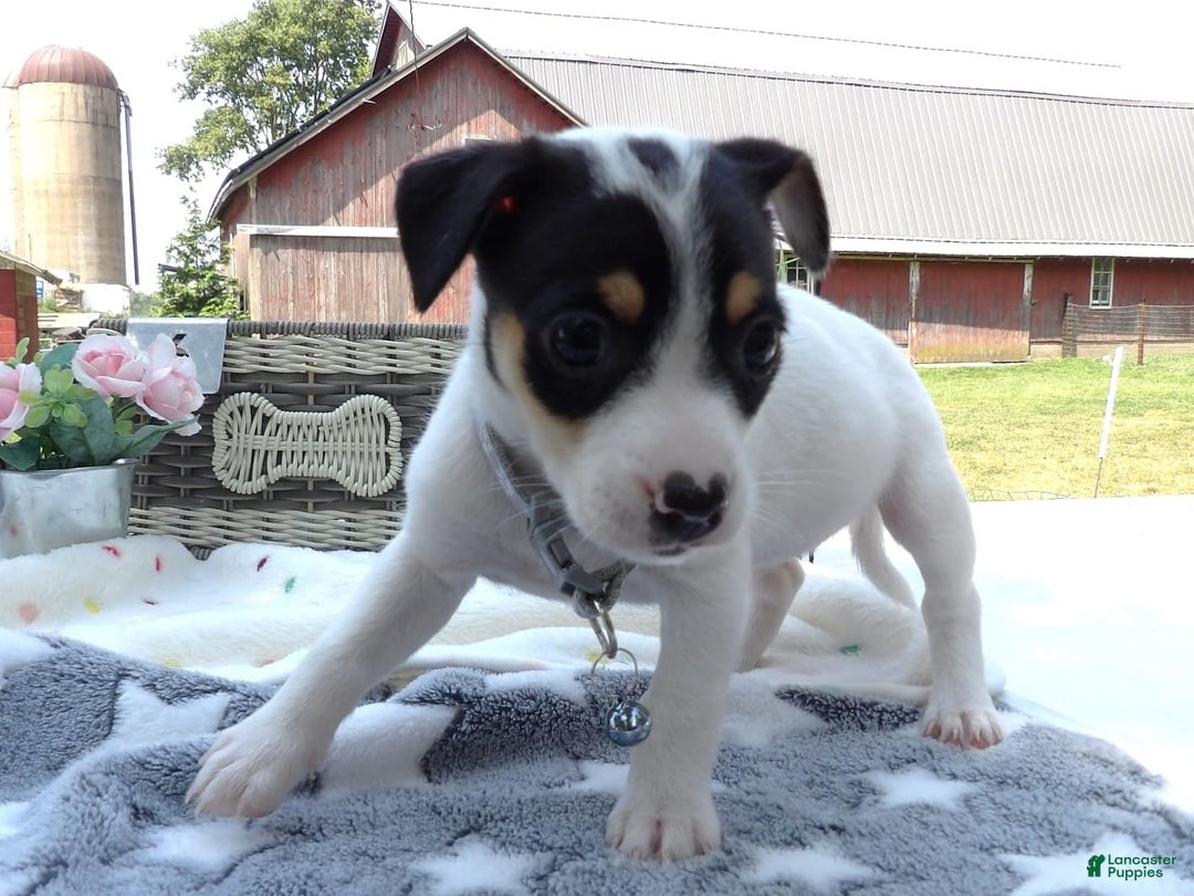 Jack Russell Terrier dogs for sale: Star Burst - Image 2