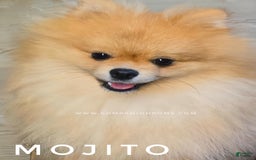 Pomeranian dogs for sale: Mojito  Sweet Boy  Crate And Dog Door Trained - Image 3