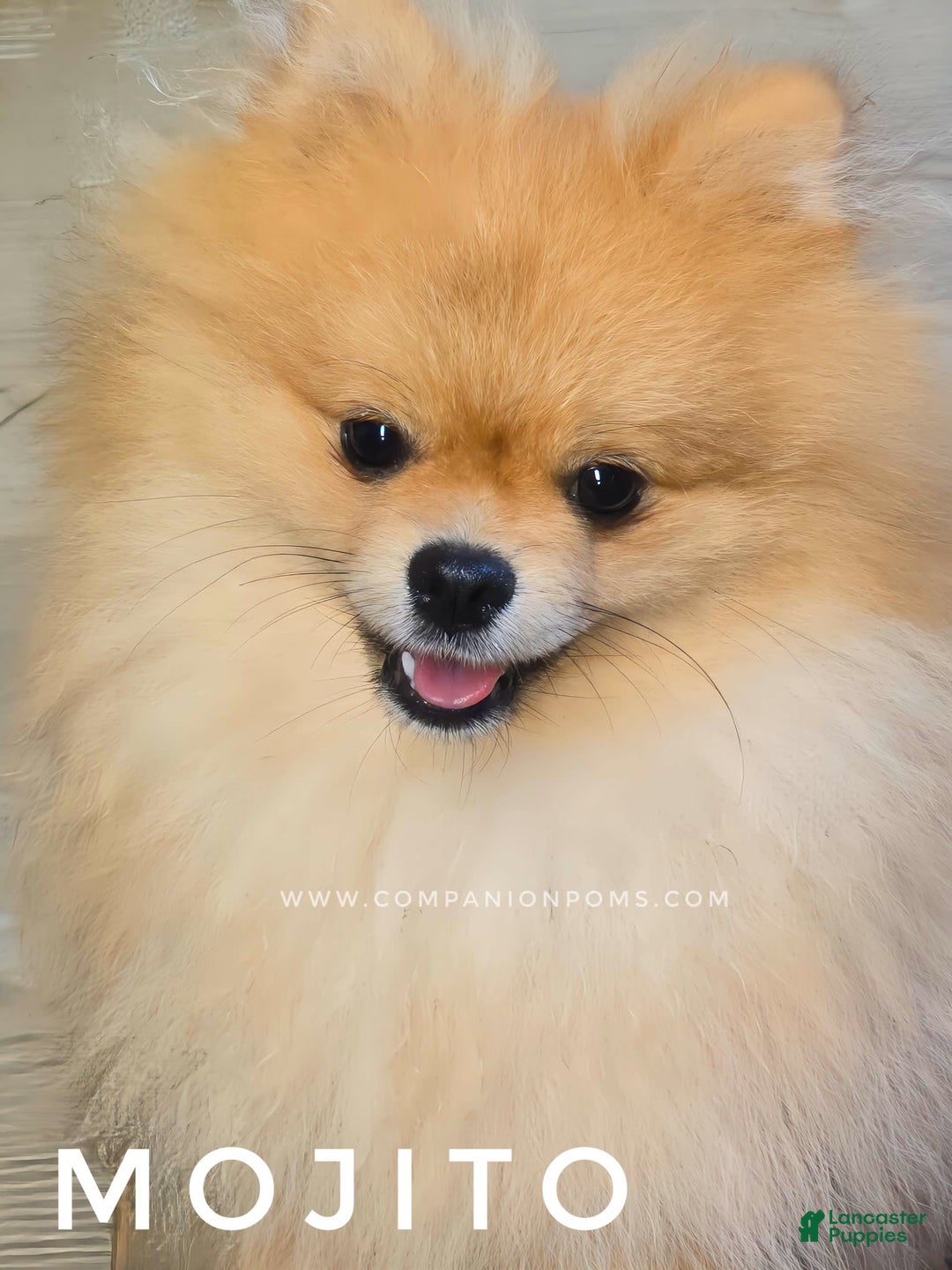 Pomeranian dogs for sale: Mojito  Sweet Boy  Crate And Dog Door Trained - Image 3