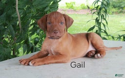 Rhodesian Ridgeback dogs for sale: Gail - Image 1