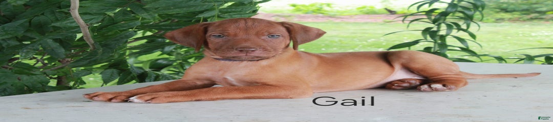 Gail