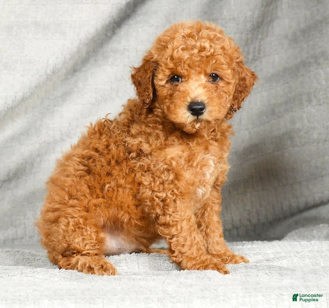 Miniature Poodle dogs for sale: Dino - Image 4