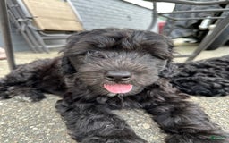 Portuguese Water Dog dogs for sale: Anubis - Image 4