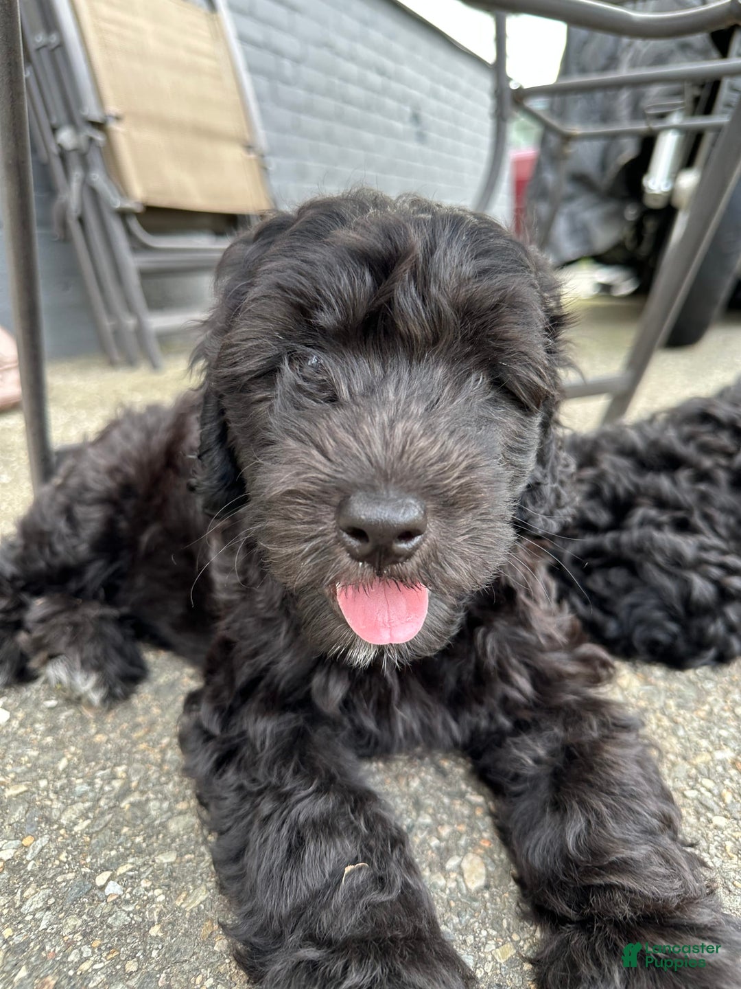Portuguese Water Dog dogs for sale: Anubis - Image 4