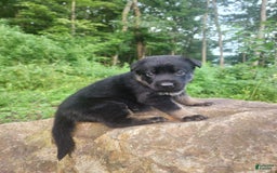 German Shepherd dogs for sale: Kat - Image 24