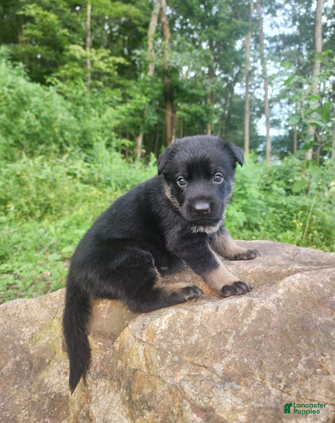 German Shepherd dogs for sale: Kat - Image 24