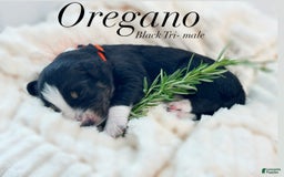 Australian Shepherd dogs for sale: Oregano - Image 2