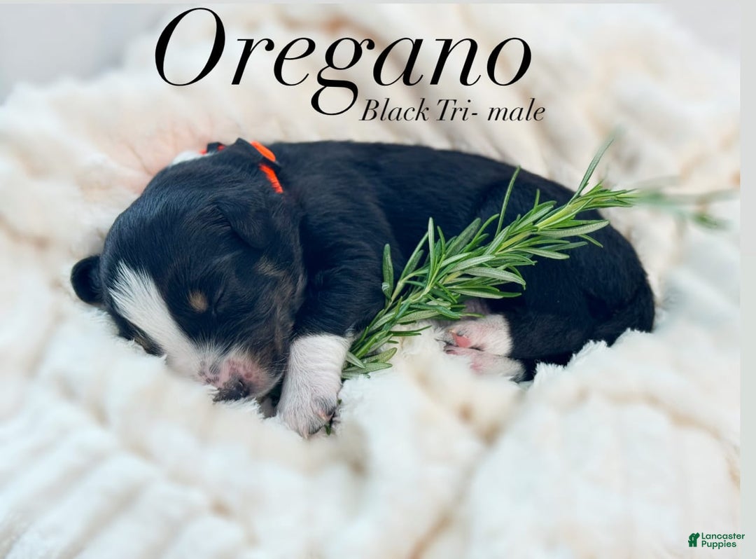 Australian Shepherd dogs for sale: Oregano - Image 2