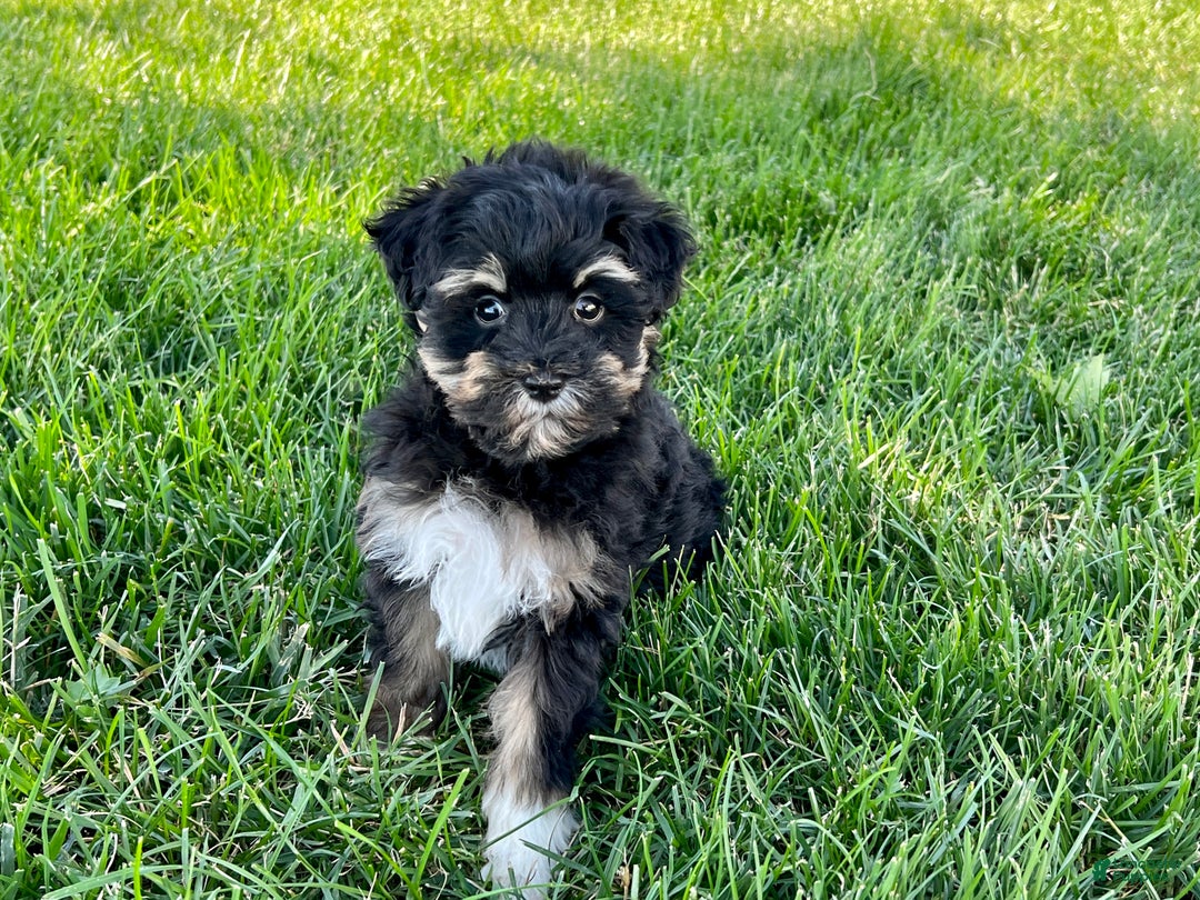 Havapoo dogs for sale: Corey - Image 4
