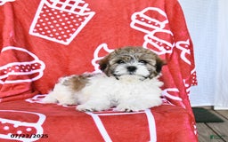 Teddy Bear dogs for sale: Hannes - Image 2