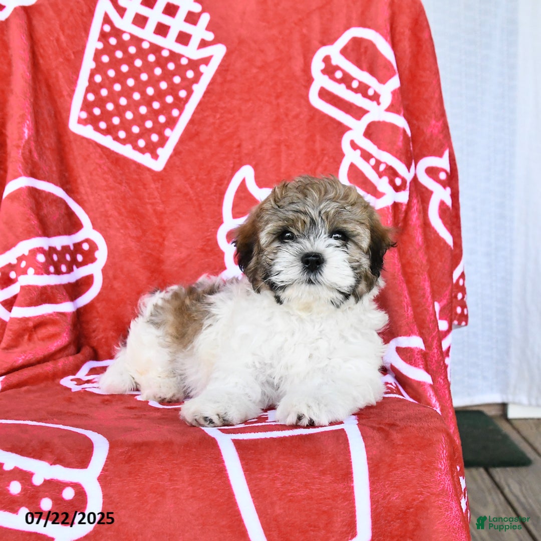 Teddy Bear dogs for sale: Hannes - Image 2