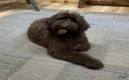 Standard Poodle dogs for sale: Gypsy - Image 14