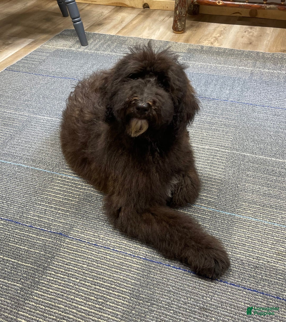 Standard Poodle dogs for sale: Gypsy - Image 14