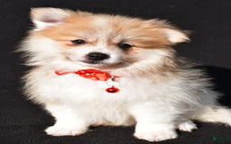 Pomeranian dogs for sale: Pomeranian 2 puppies - Image 6
