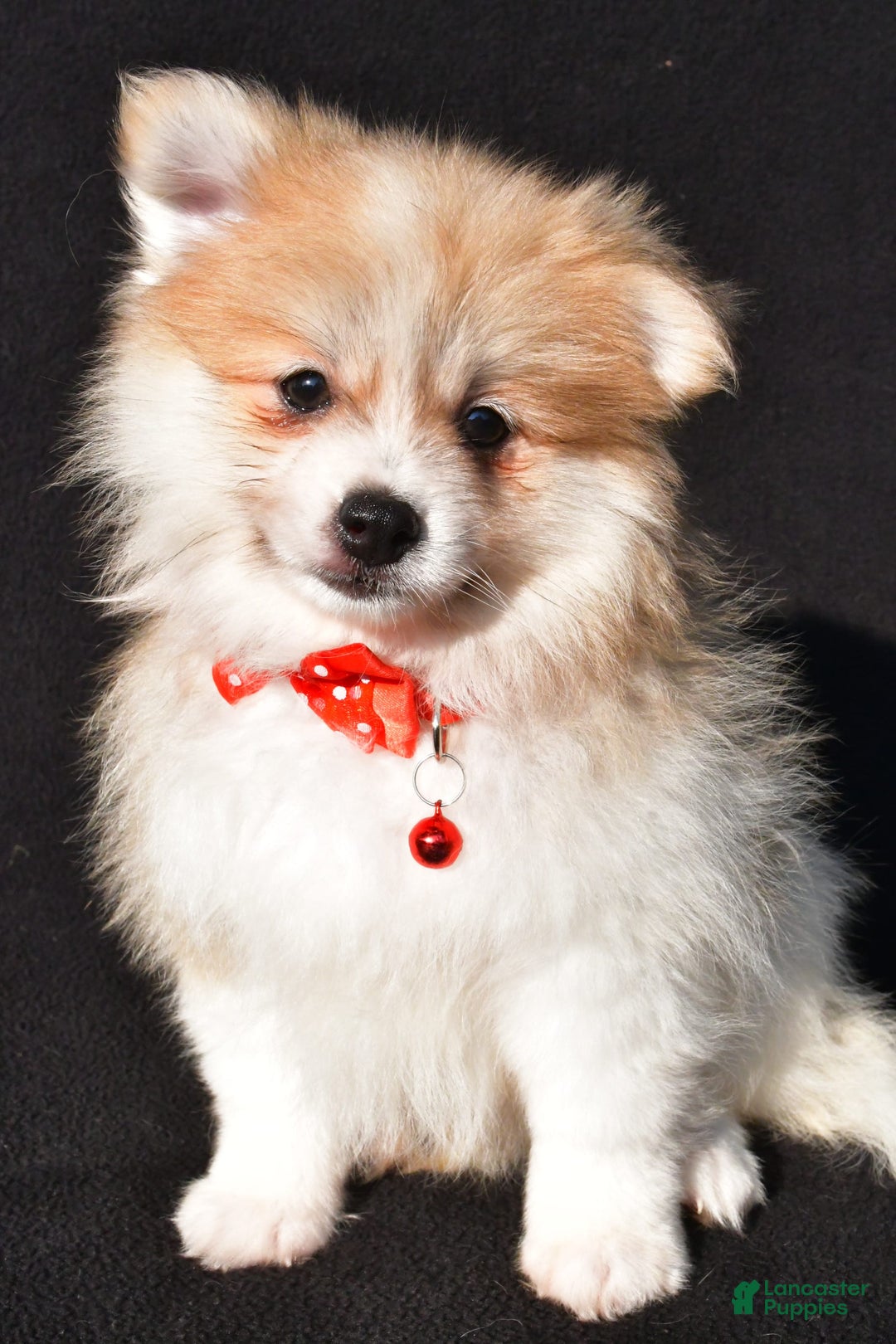 Pomeranian dogs for sale: Pomeranian 2 puppies - Image 6
