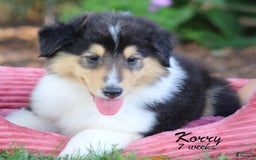 categoriesInfo:categoryAttributeOptions.pets.dogs.breed.roughCollie dogs for sale: Korry - Image 7
