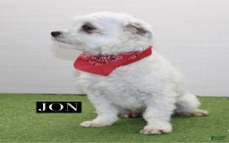 Malshi dogs for sale: Fawn - Image 12