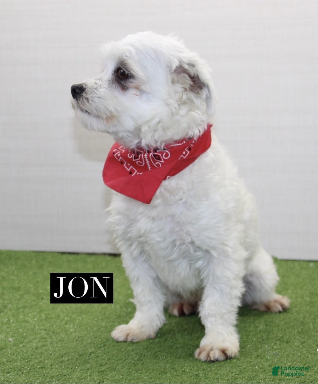 Malshi dogs for sale: Fawn - Image 12