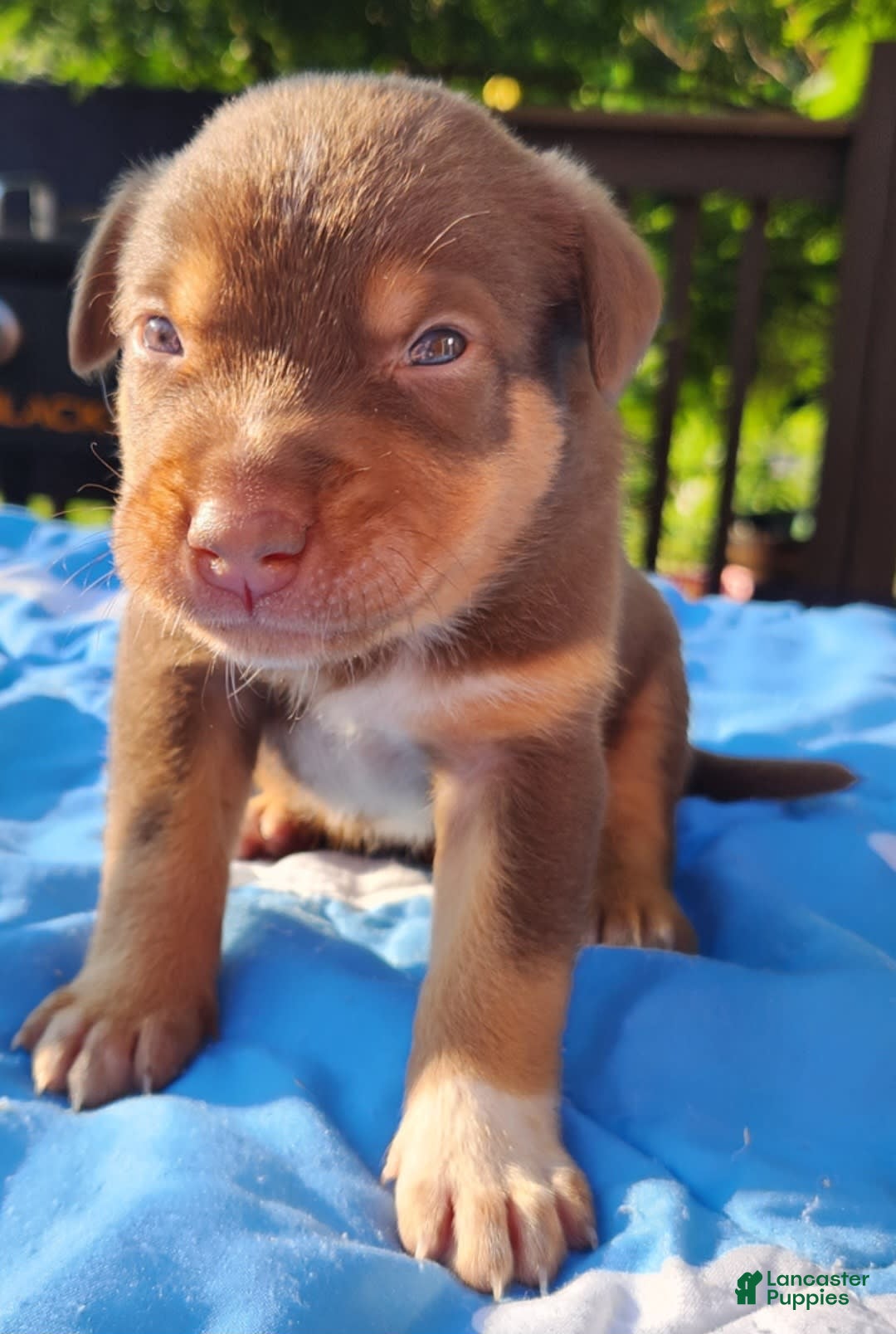 Catahoula Leopard Dog dogs for sale: Zealand - Image 1