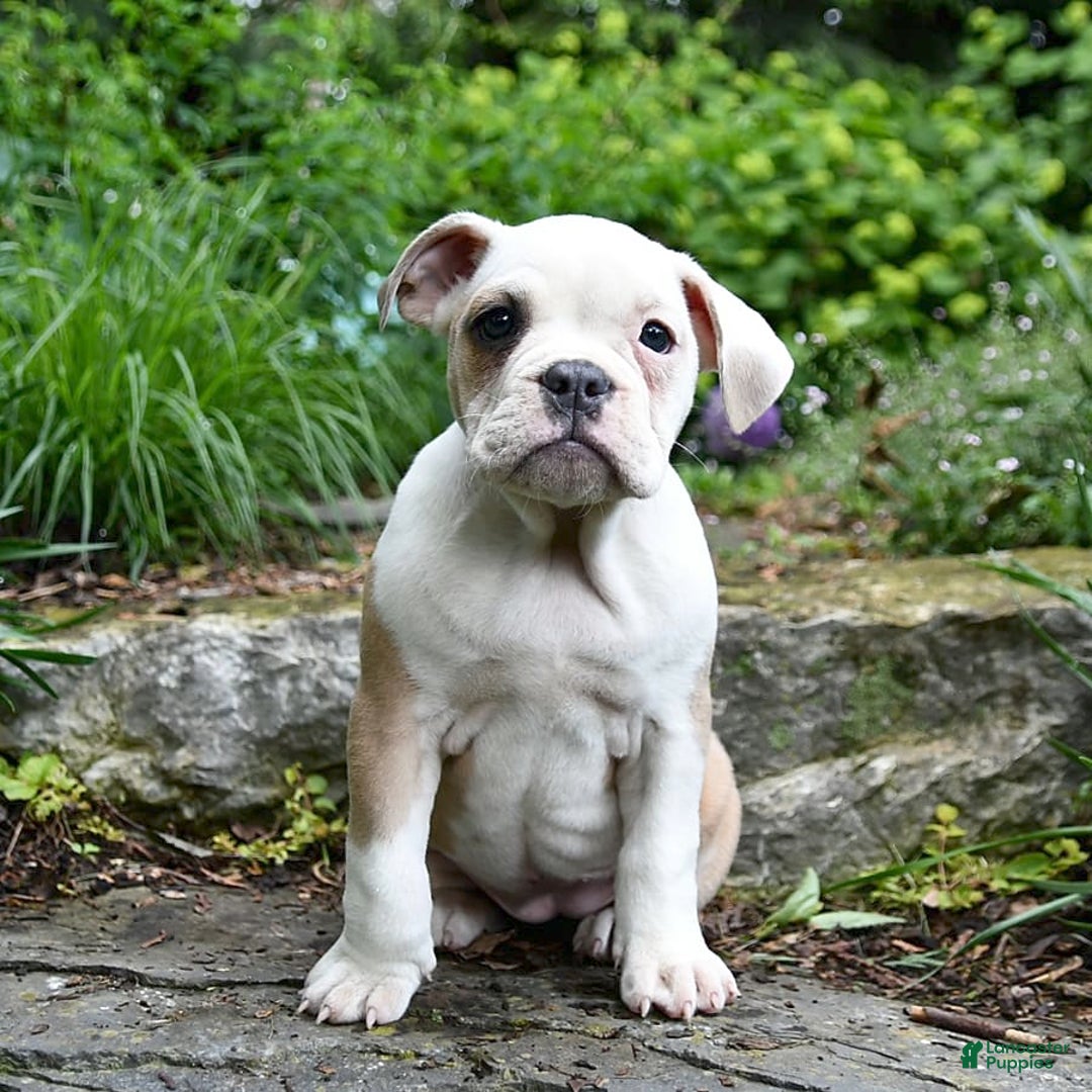 Olde English Bulldogge dogs for sale: Pansy - Image 2