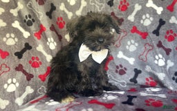 Miniature Schnauzer dogs for sale: Rover - Image 1